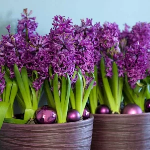 Hyacinthus Orientalis 'Purple Sensation', Hyacinth 'Purple Sensation', Dutch Hyacinth, Hyacinthus Orientalis, Common Hyacinth, Spring Bulbs, Spring Flowers, purple hyacinth, purple flower