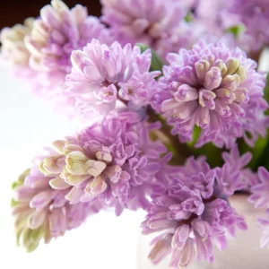 Hyacinthus Orientalis 'Splendid Cornelia', Hyacinth 'Splendid Cornelia', Dutch Hyacinth, Hyacinthus Orientalis, Common Hyacinth, Spring Bulbs, Spring Flowers, purple hyacinth,early spring bloomer, mid spring bloomer,Splendid Cornelia