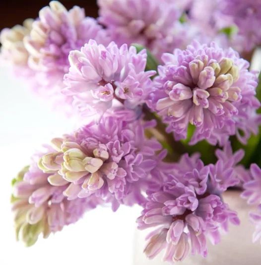 Hyacinthus Orientalis 'Splendid Cornelia', Hyacinth 'Splendid Cornelia', Dutch Hyacinth, Hyacinthus Orientalis, Common Hyacinth, Spring Bulbs, Spring Flowers, purple hyacinth,early spring bloomer, mid spring bloomer,Splendid Cornelia