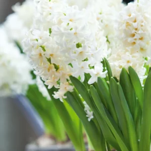 Hyacinthus Orientalis 'Top White', Hyacinth 'Top White', Dutch Hyacinth, Hyacinthus Orientalis, Common Hyacinth, Spring Bulbs, Spring Flowers, white hyacinth, early spring bloomer, mid spring bloomer