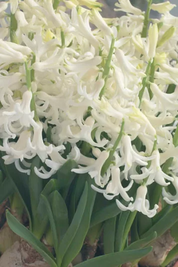 Hyacinthus Orientalis 'White Festival', Hyacinth 'White Festival', Multi-flowering Hyacinth, Dutch Hyacinth, Hyacinthus Orientalis, Hyacinthus Multiflora, Spring Bulbs, Spring Flowers, White hyacinth, White flower