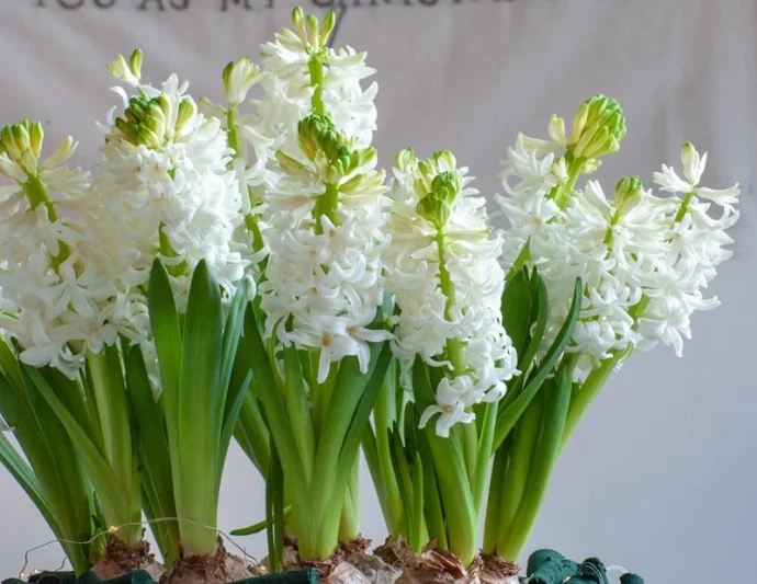 Hyacinth White Pearl, Hyacinth 'White Pearl', Dutch Hyacinth White Pearl, Hyacinthus Orientalis White Pearl, Common Hyacinth, Spring Bulbs, Spring Flowers, white hyacinth, early spring bloomer, mid spring bloomer
