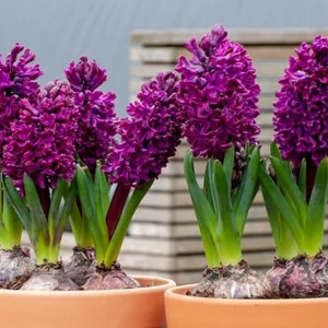 Hyacinthus Orientalis 'Woodstock', Hyacinth 'Woodstock', Dutch Hyacinth, Hyacinthus Orientalis, Common Hyacinth, Spring Bulbs, Spring Flowers, purple hyacinth, hyacinth,early spring bloomer, mid spring bloomer,Woodstock