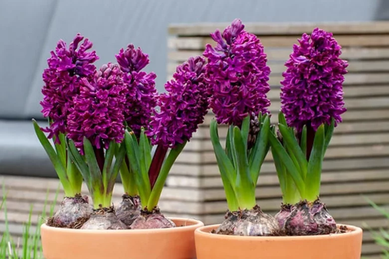 Hyacinthus Orientalis 'Woodstock', Hyacinth 'Woodstock', Dutch Hyacinth, Hyacinthus Orientalis, Common Hyacinth, Spring Bulbs, Spring Flowers, purple hyacinth, hyacinth,early spring bloomer, mid spring bloomer,Woodstock