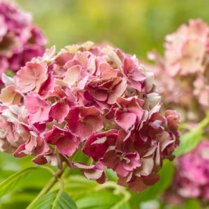 Hydrangea Preziosa, Preziosa Hydrangea, Hydrangea serrata 'Preziosa', Hydrangea macrophylla 'Preziosa', Pink hydrangea, Blue hydrangea,Purple hydrangea