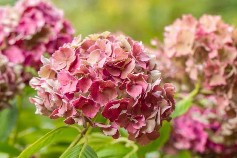 Hydrangea Preziosa, Preziosa Hydrangea, Hydrangea serrata 'Preziosa', Hydrangea macrophylla 'Preziosa', Pink hydrangea, Blue hydrangea,Purple hydrangea