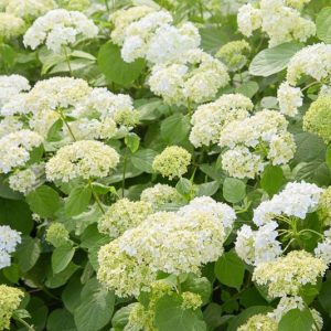 Hydrangea Arborescens, Smooth Hydrangea, Wild Hydrangea, Sevenbark, White hydrangea
