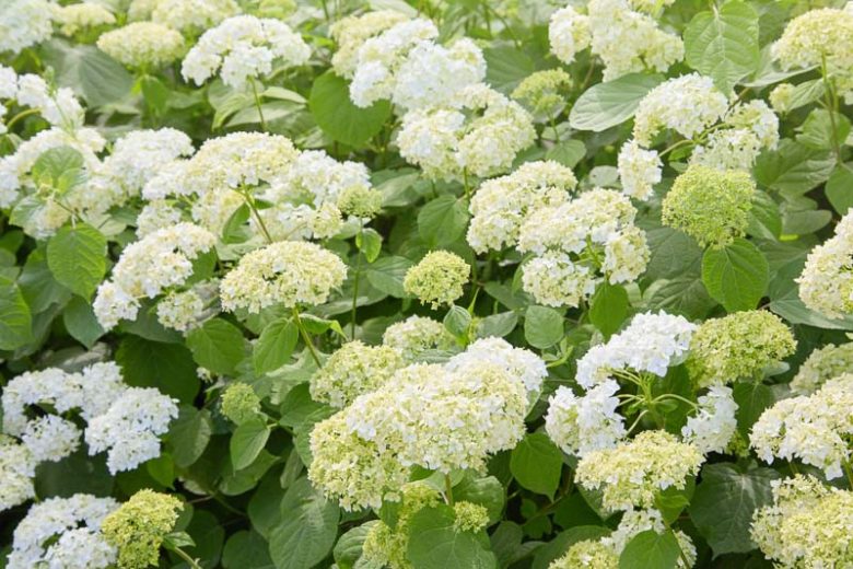 Hydrangea Arborescens, Smooth Hydrangea, Wild Hydrangea, Sevenbark, White hydrangea