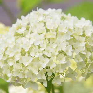 Hydrangea Arborescens Annabelle, Annabelle Hydrangea, Annabelle Smooth Hydrangea, Annabelle Wild Hydrangea, Smooth Hydrangea 'Annabelle', Wild Hydrangea 'Annabelle', Hydrangea 'Annabelle', White hydrangea, Hydrangea Bush