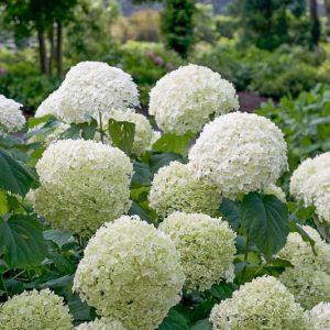 Incrediball Hydrangea, Hydrangea Arborescens Incrediball, Incrediball Smooth Hydrangea