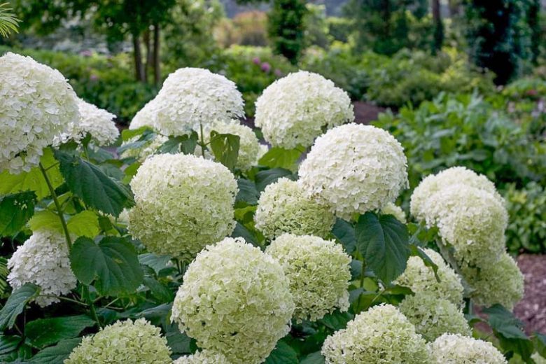 Incrediball Hydrangea, Hydrangea Arborescens Incrediball, Incrediball Smooth Hydrangea