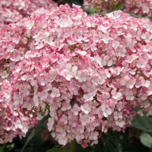 Hydrangea Arborescens Incrediball Blush, Incrediball Blush Smooth Hydrangea, Incrediball Blush Wild Hydrangea, Smooth Hydrangea Incrediball Blush, Wild HydrangeaIncrediball Blush, Hydrangea arborescens 'NCHA4', Hydrangea  arborescens Sweet Annabelle,