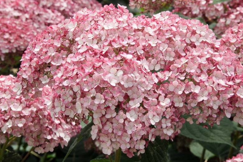 Hydrangea Arborescens Incrediball Blush, Incrediball Blush Smooth Hydrangea, Incrediball Blush Wild Hydrangea, Smooth Hydrangea Incrediball Blush, Wild HydrangeaIncrediball Blush, Hydrangea arborescens 'NCHA4', Hydrangea  arborescens Sweet Annabelle,