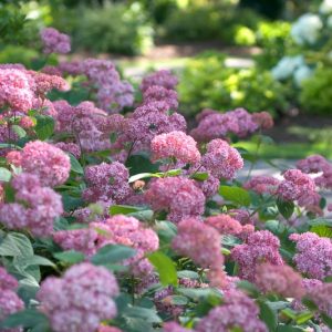 Hydrangea Arborescens Invincibelle® Spirit, Invincibelle® Spirit Smooth Hydrangea, Invincibelle® Spirit Wild Hydrangea, Smooth Hydrangea Invincibelle® Spirit, Wild Hydrangea Invincibelle® Spirit, Hydrangea Invincibelle, Pink hydrangea