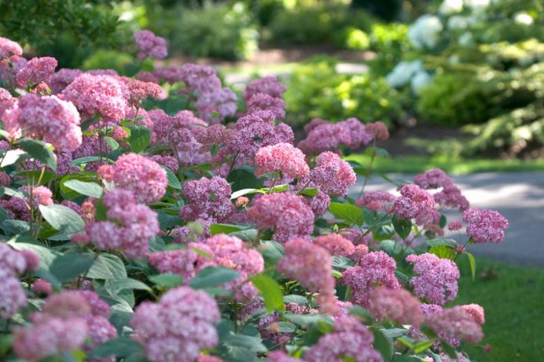 Hydrangea Arborescens Invincibelle® Spirit, Invincibelle® Spirit Smooth Hydrangea, Invincibelle® Spirit Wild Hydrangea, Smooth Hydrangea Invincibelle® Spirit, Wild Hydrangea Invincibelle® Spirit, Hydrangea Invincibelle, Pink hydrangea