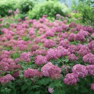 Hydrangea Arborescens Invincibelle Mini Mauvette, Invincibelle Mini Mauvette Smooth Hydrangea, Invincibelle Mini Mauvette, Small Hydrangea, Pink Hydrangea, Purple Hydrangea