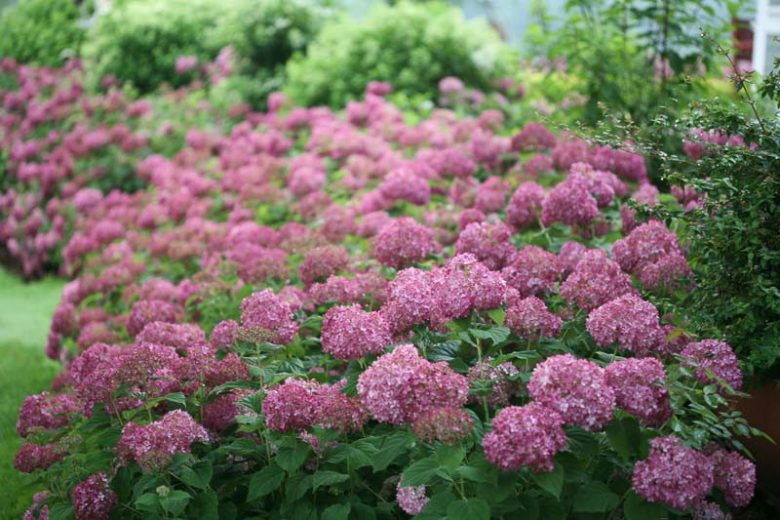 Hydrangea Arborescens Invincibelle Mini Mauvette, Invincibelle Mini Mauvette Smooth Hydrangea, Invincibelle Mini Mauvette, Small Hydrangea, Pink Hydrangea, Purple Hydrangea
