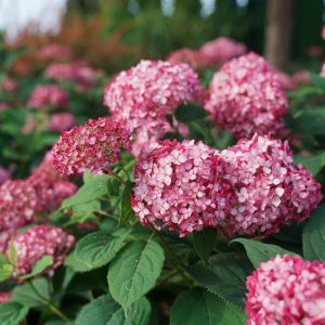 Hydrangea Arborescens Invincibelle Ruby, Invincibelle Ruby Smooth Hydrangea, Invincibelle Ruby, Ruby Annabelle Hydrangea, Red Annabelle Hydrangea, Small Hydrangea, Red Hydrangea