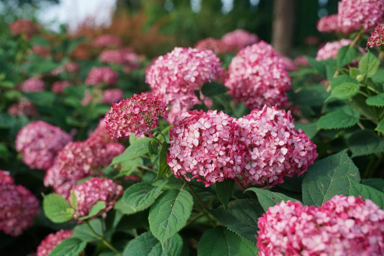 Hydrangea Arborescens Invincibelle Ruby, Invincibelle Ruby Smooth Hydrangea, Invincibelle Ruby, Ruby Annabelle Hydrangea, Red Annabelle Hydrangea, Small Hydrangea, Red Hydrangea