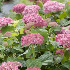 Hydrangea Arborescens Invincibelle Spirit II, Invincibelle Spirit II Smooth Hydrangea, Invincibelle Spirit II, Improved Pink Annabelle Hydrangea, Pink Annabelle Hydrangea, Small Hydrangea, Pink Hydrangea