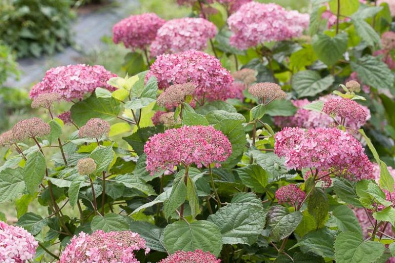 Hydrangea Arborescens Invincibelle Spirit II, Invincibelle Spirit II Smooth Hydrangea, Invincibelle Spirit II, Improved Pink Annabelle Hydrangea, Pink Annabelle Hydrangea, Small Hydrangea, Pink Hydrangea