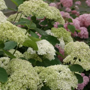 Hydrangea Arborescens Lime Rickey, Lime Rickey Smooth Hydrangea, Lime Rickey Wild Hydrangea, Smooth HydrangeaLime Rickey, Wild HydrangeaLime Rickey, Green Hydrangea