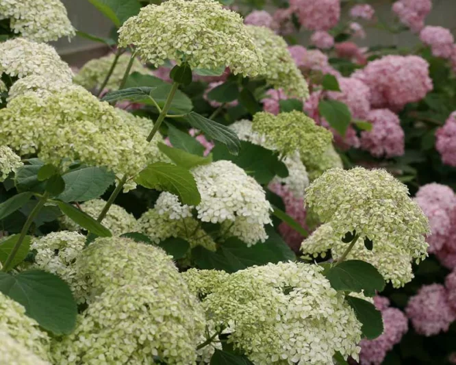 Hydrangea Arborescens Lime Rickey, Lime Rickey Smooth Hydrangea, Lime Rickey Wild Hydrangea, Smooth HydrangeaLime Rickey, Wild HydrangeaLime Rickey, Green Hydrangea
