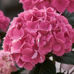 Hydrangea Macrophylla 'Altona', Bigleaf Hydrangea 'Altona', French Hydrangea 'Altona', Mophead Hydrangea 'Altona', Pink hydrangea, Blue hydrangea,Purple hydrangea