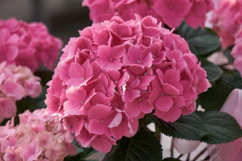 Hydrangea Macrophylla 'Altona', Bigleaf Hydrangea 'Altona', French Hydrangea 'Altona', Mophead Hydrangea 'Altona', Pink hydrangea, Blue hydrangea,Purple hydrangea