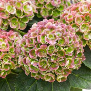 Hydrangea Macrophylla 'Amethyst', Bigleaf Hydrangea 'Amethyst', Mophead Hydrangea 'Amethyst', Hortensia 'Amethyst', Hydrangea macrophylla 'Magical Amethyst', Hydrangea macrophylla 'Hokomathyst', Everlasting Series