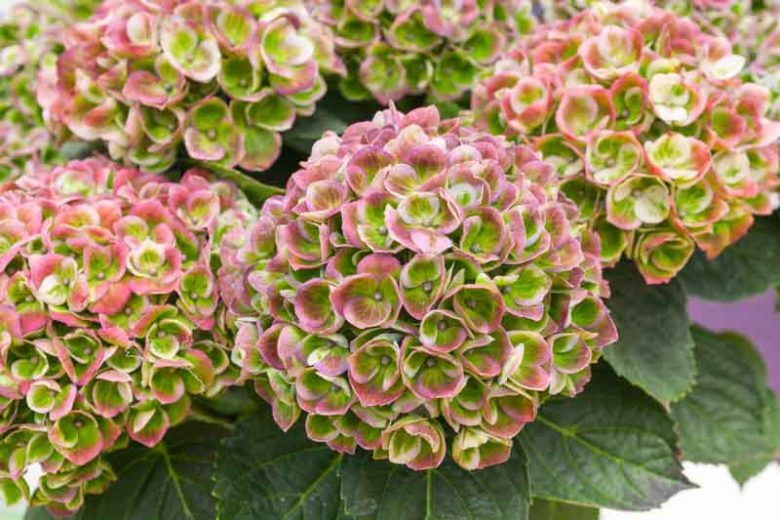 Hydrangea Macrophylla 'Amethyst', Bigleaf Hydrangea 'Amethyst', Mophead Hydrangea 'Amethyst', Hortensia 'Amethyst', Hydrangea macrophylla 'Magical Amethyst', Hydrangea macrophylla 'Hokomathyst', Everlasting Series