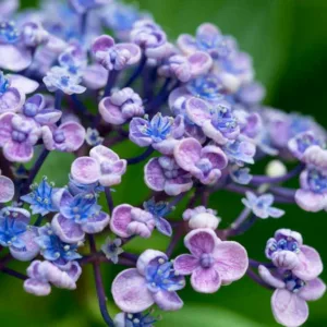 Hydrangea Macrophylla 'Ayesha', Bigleaf Hydrangea 'Ayesha', Mophead Hydrangea 'Ayesha', Hortensia 'Ayesha', Hydrangea macrophylla 'Silver Slipper', Hydrangea macrophylla Uzu-Azisai', Blue Hydrangea, Pink Hydrangea
