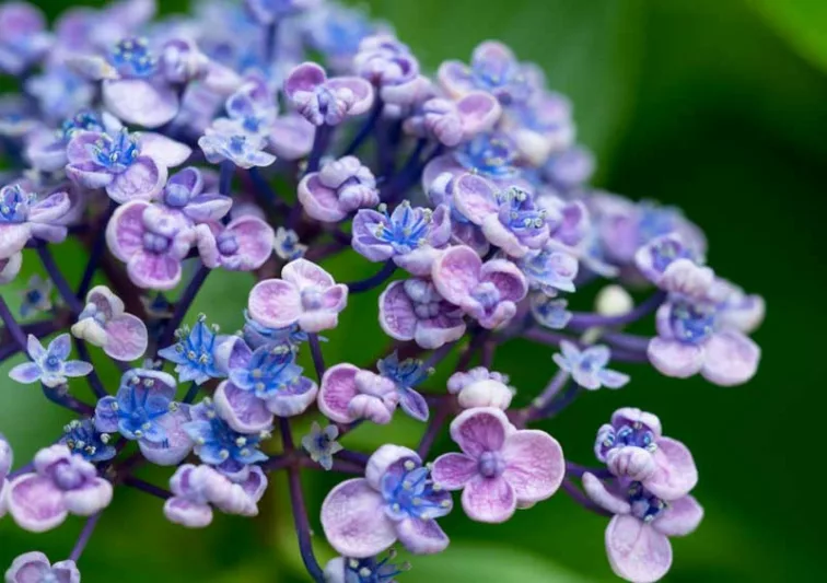 Hydrangea Macrophylla 'Ayesha', Bigleaf Hydrangea 'Ayesha', Mophead Hydrangea 'Ayesha', Hortensia 'Ayesha', Hydrangea macrophylla 'Silver Slipper', Hydrangea macrophylla Uzu-Azisai', Blue Hydrangea, Pink Hydrangea