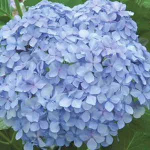 Hydrangea Macrophylla 'Big Daddy', Bigleaf Hydrangea 'Big Daddy', Mophead Hydrangea 'Big Daddy', Hortensia 'Big Daddy', Blue Hydrangea, Blue Hortensia