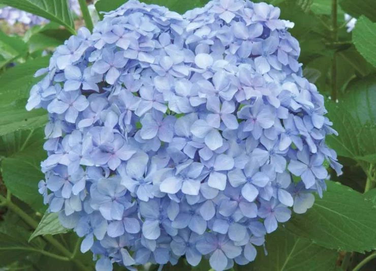 Hydrangea Macrophylla 'Big Daddy', Bigleaf Hydrangea 'Big Daddy', Mophead Hydrangea 'Big Daddy', Hortensia 'Big Daddy', Blue Hydrangea, Blue Hortensia