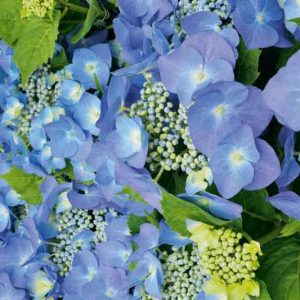 Hydrangea Macrophylla 'Blaumeise', Bigleaf Hydrangea 'Altona', Bigleaf Hydrangea 'Blaumeise', French Hydrangea 'Blaumeise', Lacecap Hydrangea 'Blaumeise', Hydrangea macrophylla BLUE SKY, Hydrangea macrophylla BLUE TIT, Hydrangea macrophylla 'Blue Sky Teller', Hydrangea macrophylla Teller Blau, Hydrangea macrophylla 'Teller Blue', Hydrangea 'Teller Blau', Blue hydrangea,