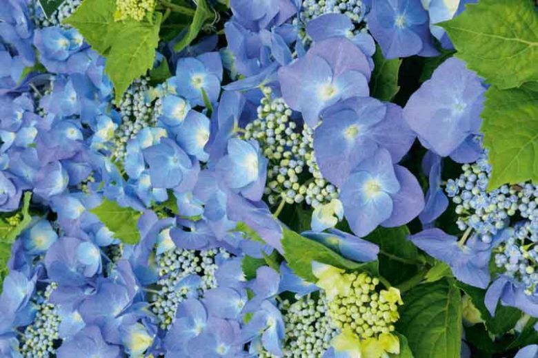 Hydrangea Macrophylla 'Blaumeise', Bigleaf Hydrangea 'Altona', Bigleaf Hydrangea 'Blaumeise', French Hydrangea 'Blaumeise', Lacecap Hydrangea 'Blaumeise', Hydrangea macrophylla BLUE SKY, Hydrangea macrophylla BLUE TIT, Hydrangea macrophylla 'Blue Sky Teller', Hydrangea macrophylla Teller Blau, Hydrangea macrophylla 'Teller Blue', Hydrangea 'Teller Blau', Blue hydrangea,