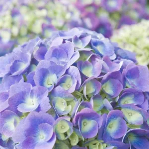 Endless Summer Hydrangea, Hydrangea Macrophylla 'Bloomstruck', Bigleaf Hydrangea Bloomstruck®, Mophead Hydrangea Bloomstruck®, Hortensia Bloomstruck®, Hydrangea Shrub