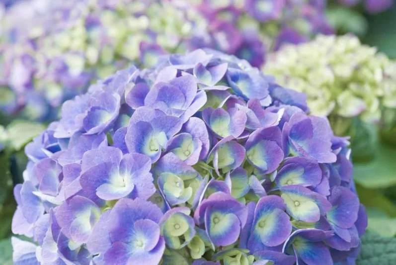 Endless Summer Hydrangea, Hydrangea Macrophylla 'Bloomstruck', Bigleaf Hydrangea Bloomstruck®, Mophead Hydrangea Bloomstruck®, Hortensia Bloomstruck®, Hydrangea Shrub
