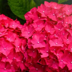 Hydrangea Macrophylla 'Charm', Bigleaf Hydrangea 'Charm', Mophead Hydrangea 'Charm', Hortensia 'Charm', Red Hydrangea, Red Hortensia