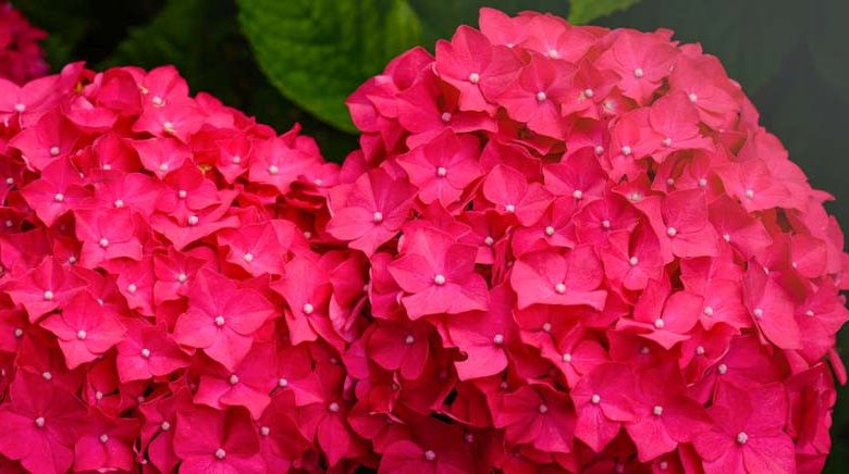 Hydrangea Macrophylla 'Charm', Bigleaf Hydrangea 'Charm', Mophead Hydrangea 'Charm', Hortensia 'Charm', Red Hydrangea, Red Hortensia