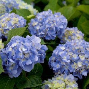 Hydrangea Macrophylla 'Dear Dolores', Bigleaf Hydrangea 'Dear Dolores', Mophead Hydrangea 'Dear Dolores', Hortensia 'Dear Dolores', Blue Hydrangea, Blue Hortensia, Hydrangea macrophylla 'Wyatt LeFever'