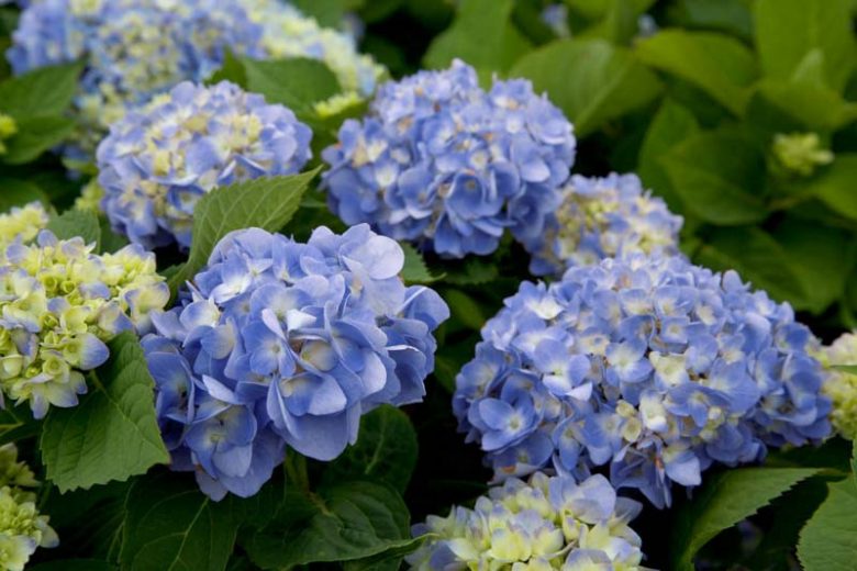 Hydrangea Macrophylla 'Dear Dolores', Bigleaf Hydrangea 'Dear Dolores', Mophead Hydrangea 'Dear Dolores', Hortensia 'Dear Dolores', Blue Hydrangea, Blue Hortensia, Hydrangea macrophylla 'Wyatt LeFever'