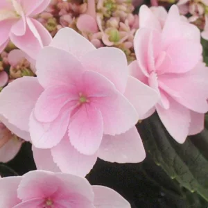 Hydrangea Macrophylla 'Emotion', Bigleaf Hydrangea 'Emotion', Mophead Hydrangea 'Emotion', Hydrangea macrophylla 'Youmethree', Hydrangea macrophylla 'RIE3', You-Me Series, Pink Hydrangea, Blue Hydrangea, Double Hydrangea