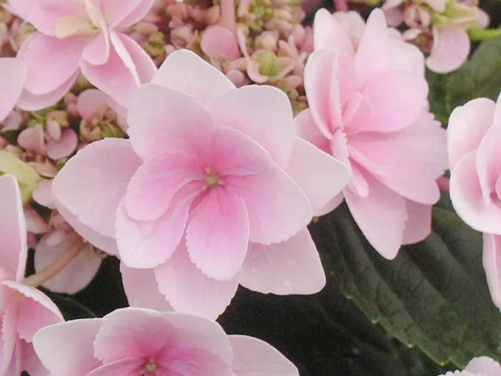 Hydrangea Macrophylla 'Emotion', Bigleaf Hydrangea 'Emotion', Mophead Hydrangea 'Emotion', Hydrangea macrophylla 'Youmethree', Hydrangea macrophylla 'RIE3', You-Me Series, Pink Hydrangea, Blue Hydrangea, Double Hydrangea