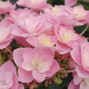 Hydrangea Macrophylla 'Eternity', Bigleaf Hydrangea 'Eternity', Mophead Hydrangea 'Eternity', Hydrangea macrophylla 'Youmetwo', Hydrangea macrophylla 'RIE2', You-Me Series, Pink Hydrangea, Blue Hydrangea, Double Hydrangea