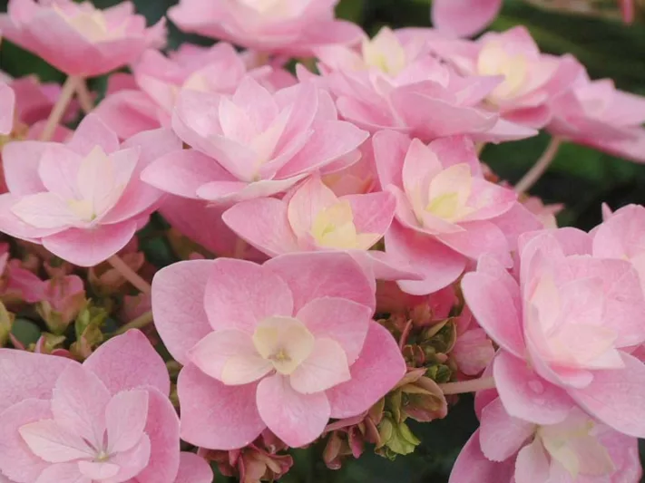 Hydrangea Macrophylla 'Eternity', Bigleaf Hydrangea 'Eternity', Mophead Hydrangea 'Eternity', Hydrangea macrophylla 'Youmetwo', Hydrangea macrophylla 'RIE2', You-Me Series, Pink Hydrangea, Blue Hydrangea, Double Hydrangea