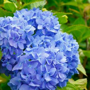 Hydrangea Macrophylla 'Glory Blue', Bigleaf Hydrangea 'Glory Blue', Mophead Hydrangea 'Glory Blue', Hortensia 'Glory Blue', Blue Hydrangea, Blue Hortensia