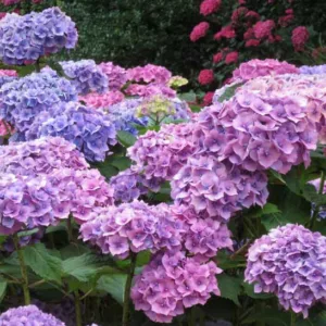 Hydrangea Macrophylla 'Hamburg', Bigleaf Hydrangea 'Hamburg', French Hydrangea 'Hamburg', Mophead Hydrangea 'Hamburg', Pink hydrangea, Blue hydrangea,Purple hydrangea