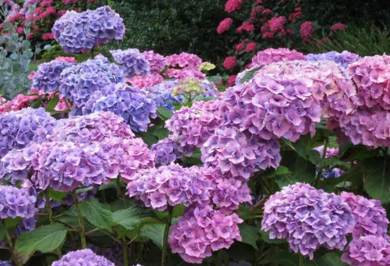 Hydrangea Macrophylla 'Hamburg', Bigleaf Hydrangea 'Hamburg', French Hydrangea 'Hamburg', Mophead Hydrangea 'Hamburg', Pink hydrangea, Blue hydrangea,Purple hydrangea